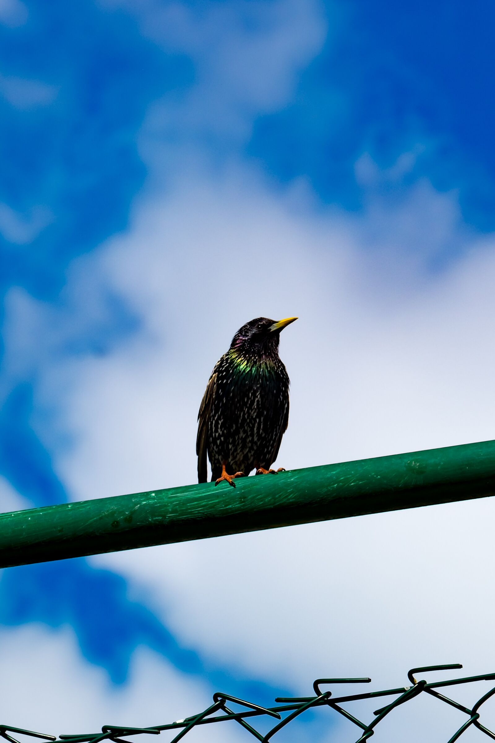 Fujifilm XF 55-200mm F3.5-4.8 R LM OIS sample photo. Starling, bird, sitting photography