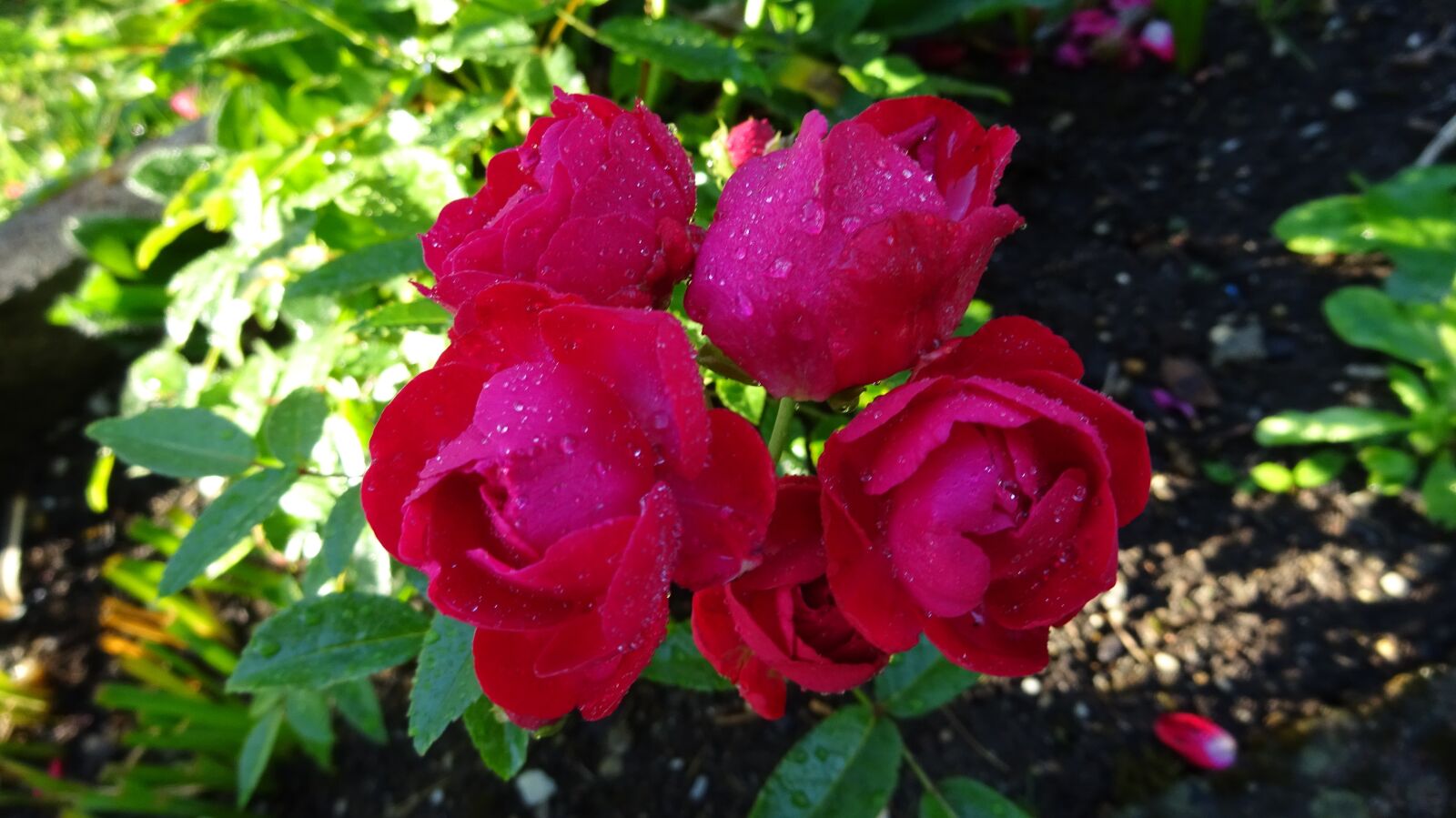 Sony Cyber-shot DSC-WX350 sample photo. Red roses, rose, red photography