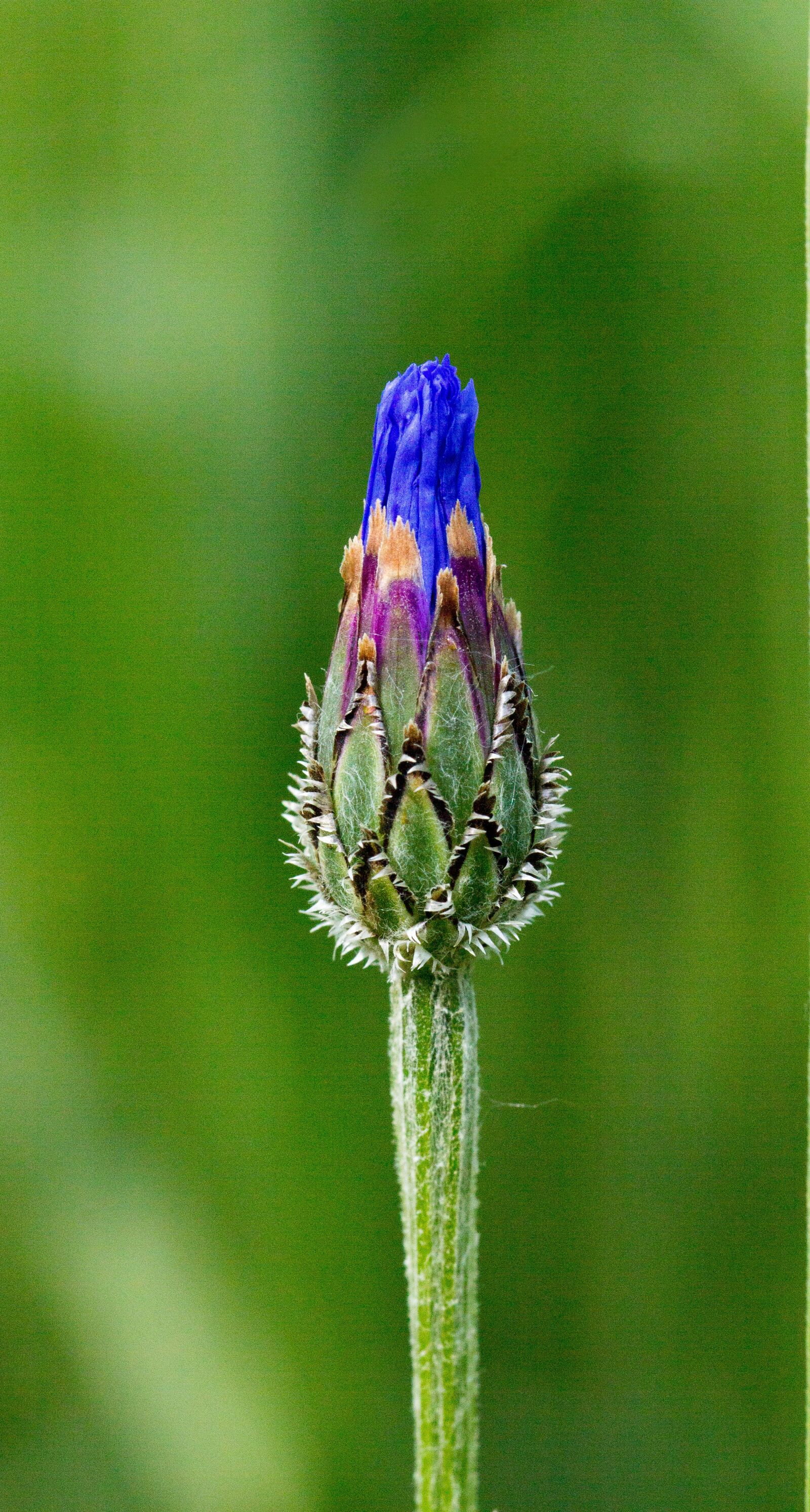 Canon EOS 60D sample photo. Cornflower, single flower, blue photography