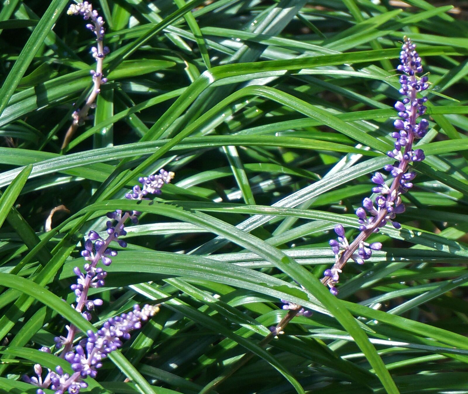 Sony Alpha NEX-5T sample photo. Liriope, lilyturf, garden photography