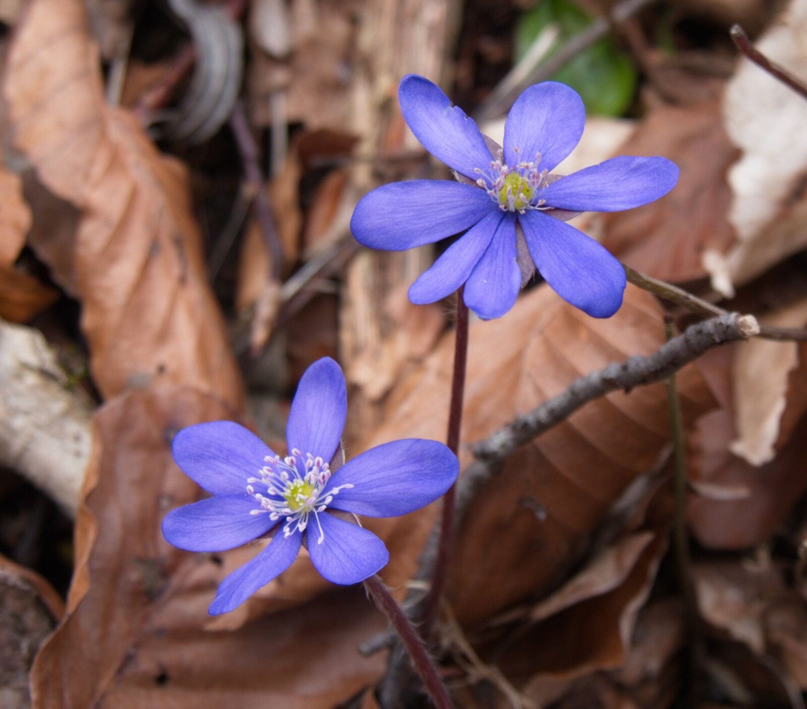 Panasonic Lumix DMC-G6 sample photo. Nature, flowers, hepatica photography