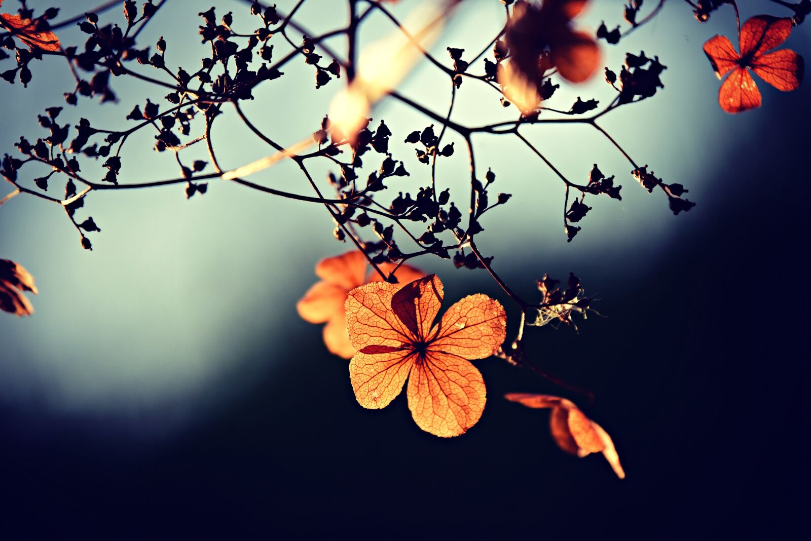 Nikon D750 sample photo. Flower, branch, twig photography