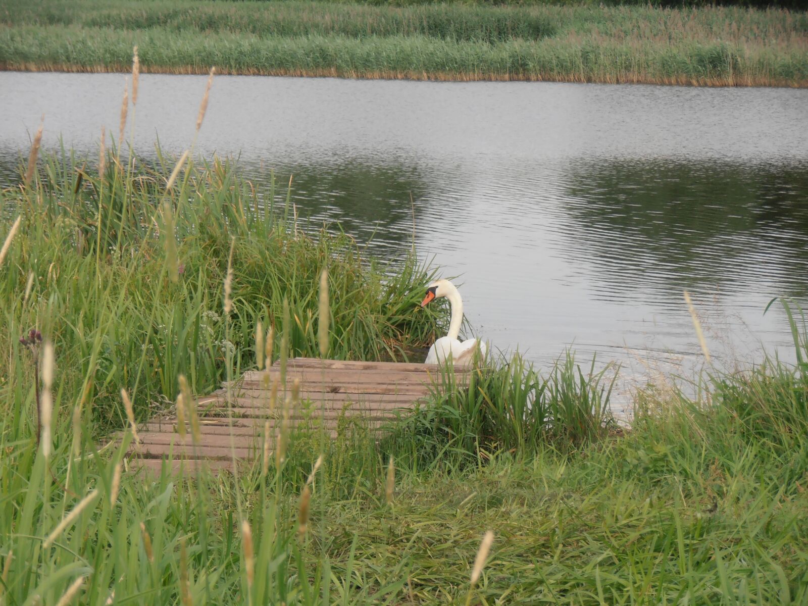 Olympus VR310,D720 sample photo. Swan, lake, summer photography