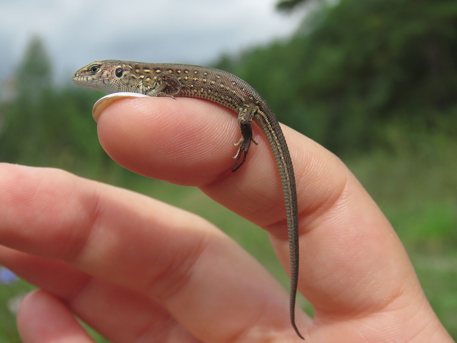 Canon PowerShot SX60 HS sample photo. Lizard, reptiles, creeping things photography