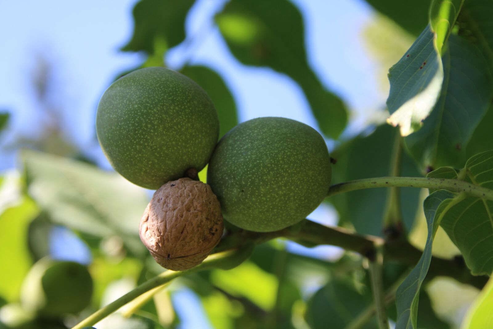 Canon EOS 70D sample photo. Nut, green, nuts photography