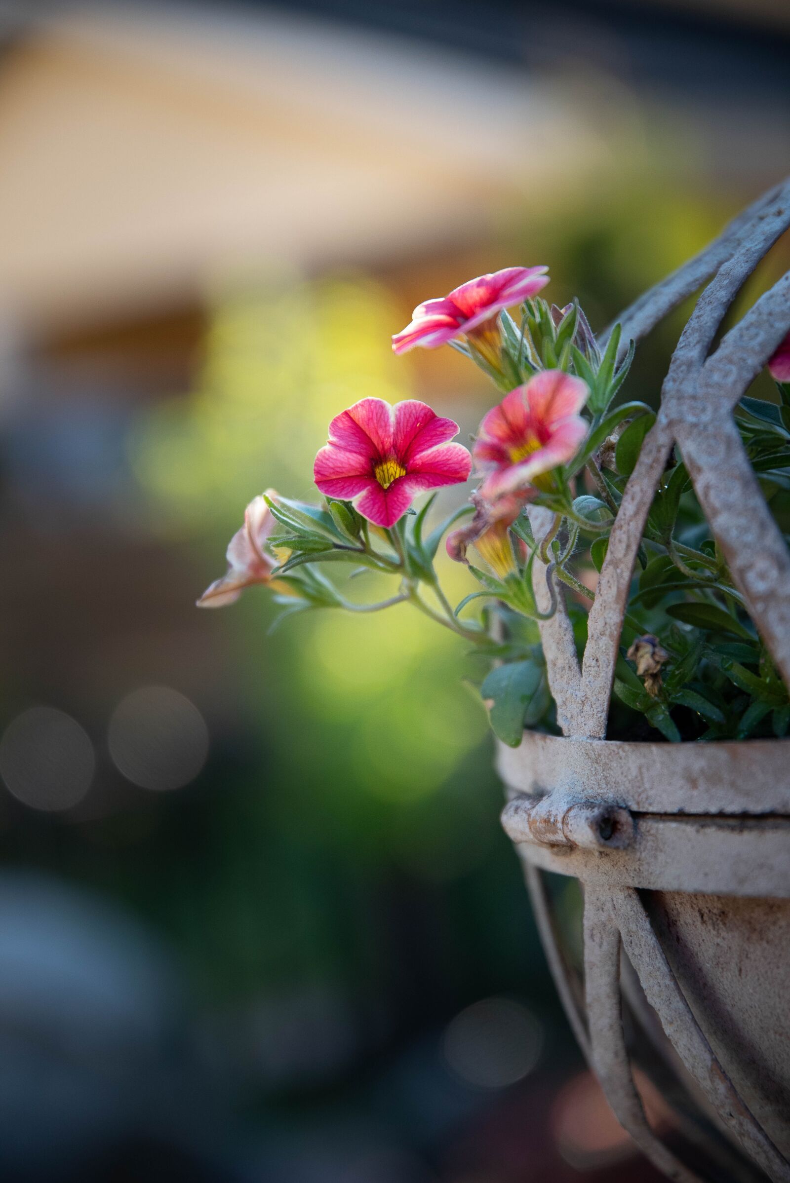 Nikon D750 sample photo. Flower, ampel, plant photography