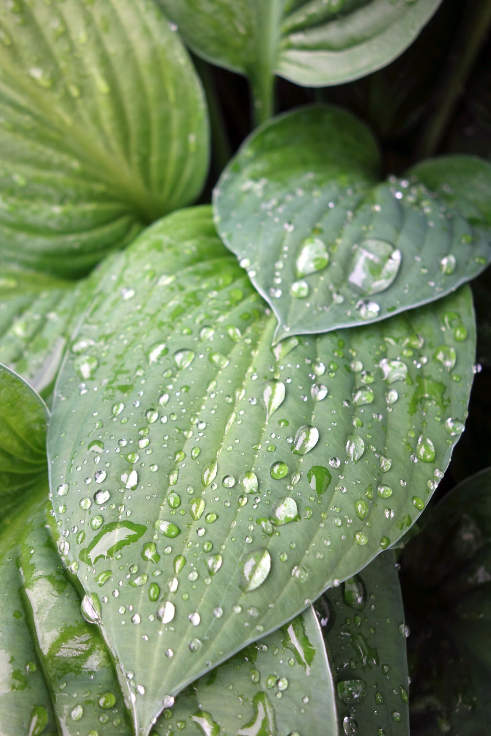 Sony Cyber-shot DSC-RX100 sample photo. Raindrop, plantain lily, leaf photography