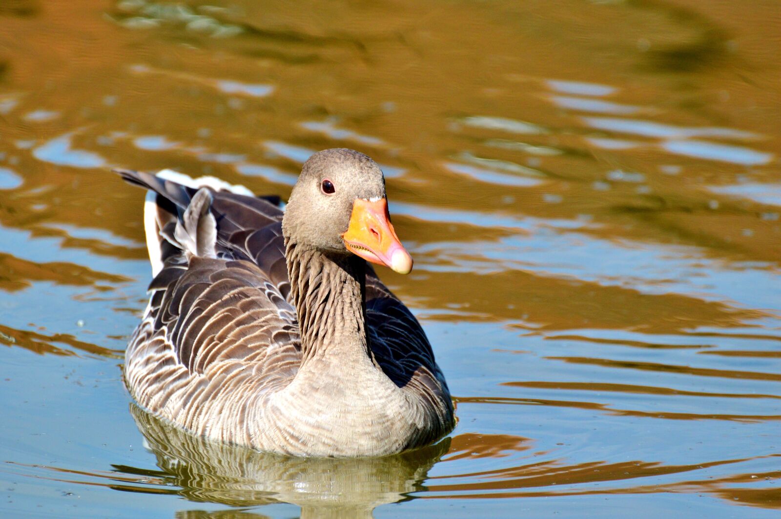 Nikon D3200 sample photo. Wild goose, goose, bird photography