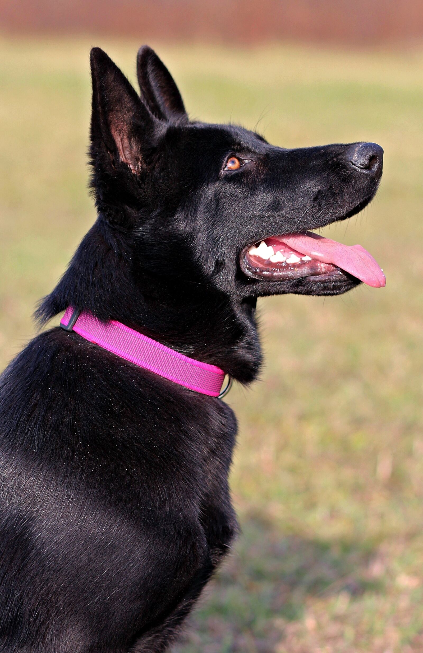 Canon EOS 600D (Rebel EOS T3i / EOS Kiss X5) sample photo. Black german shepherd, dog photography