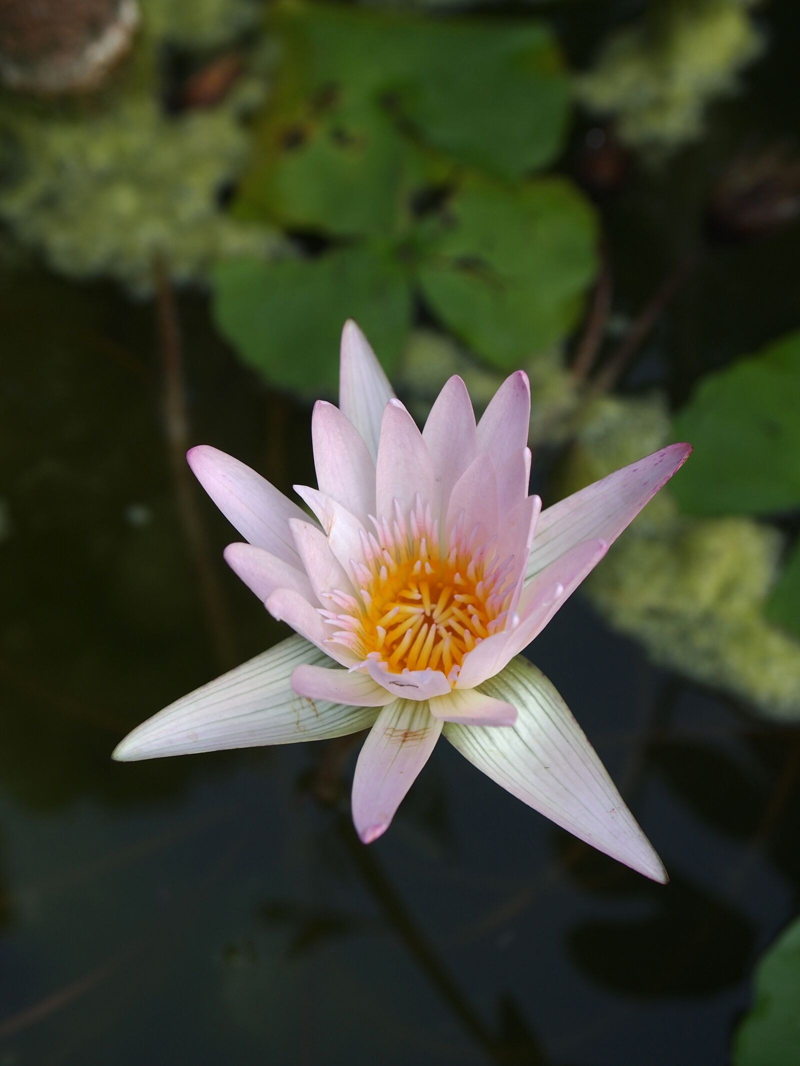 Olympus PEN E-PL1 sample photo. Lotus, water, flower photography