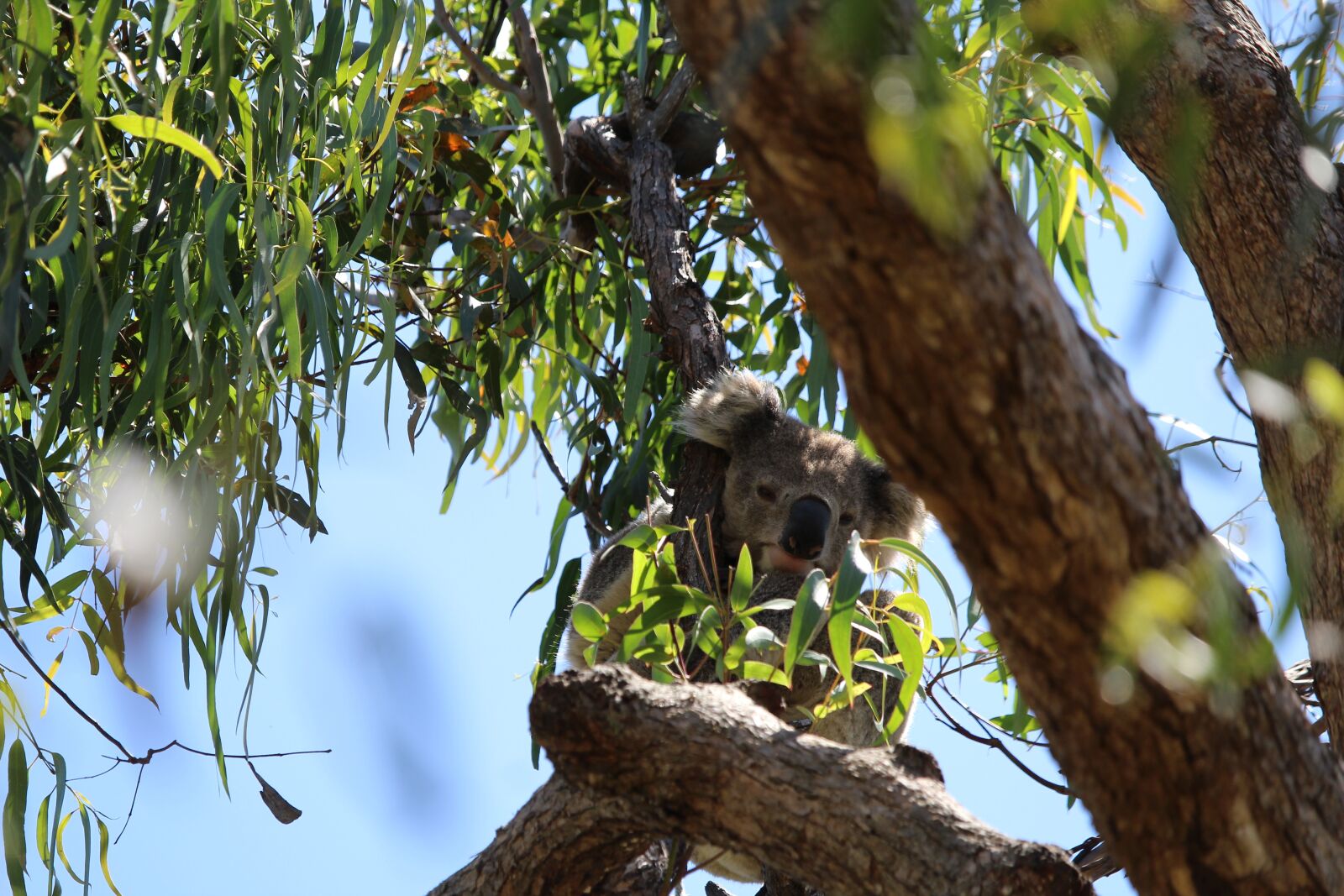 Canon EF-S 55-250mm F4-5.6 IS STM sample photo. Koala, tree, gum photography