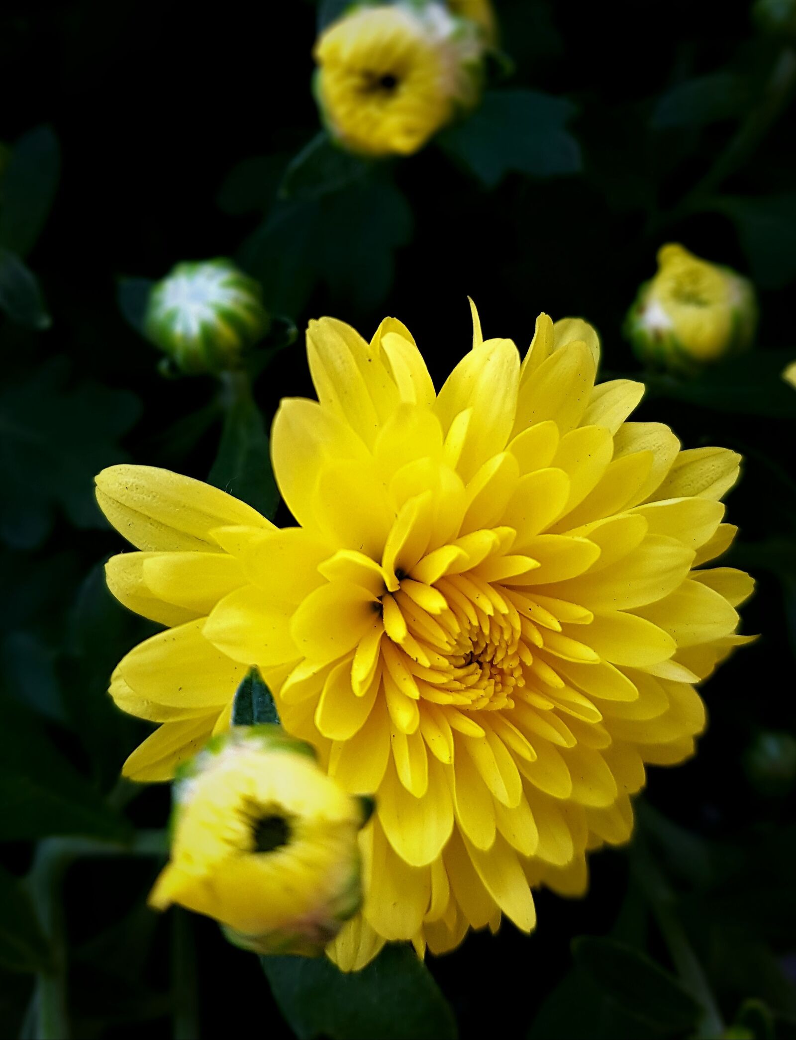 Samsung Galaxy S7 Edge sample photo. Flowers, autumn, chrysanthemum photography