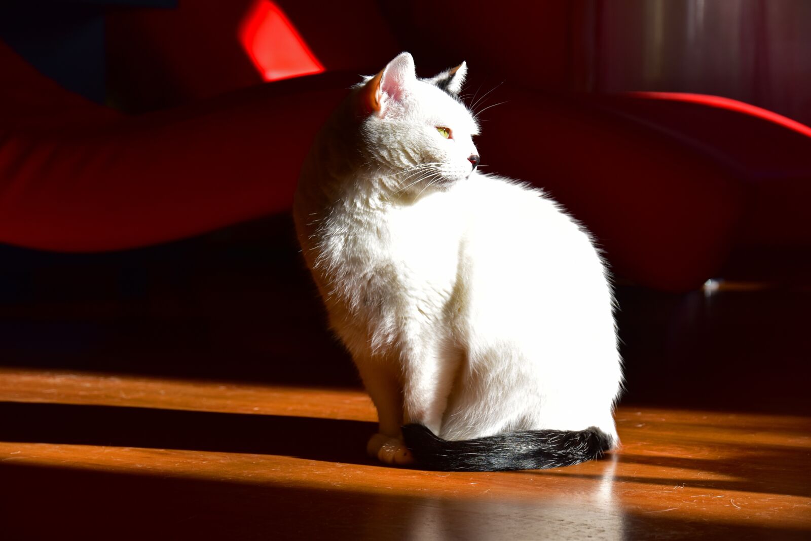 Nikon D5500 sample photo. Cat, white, feline photography