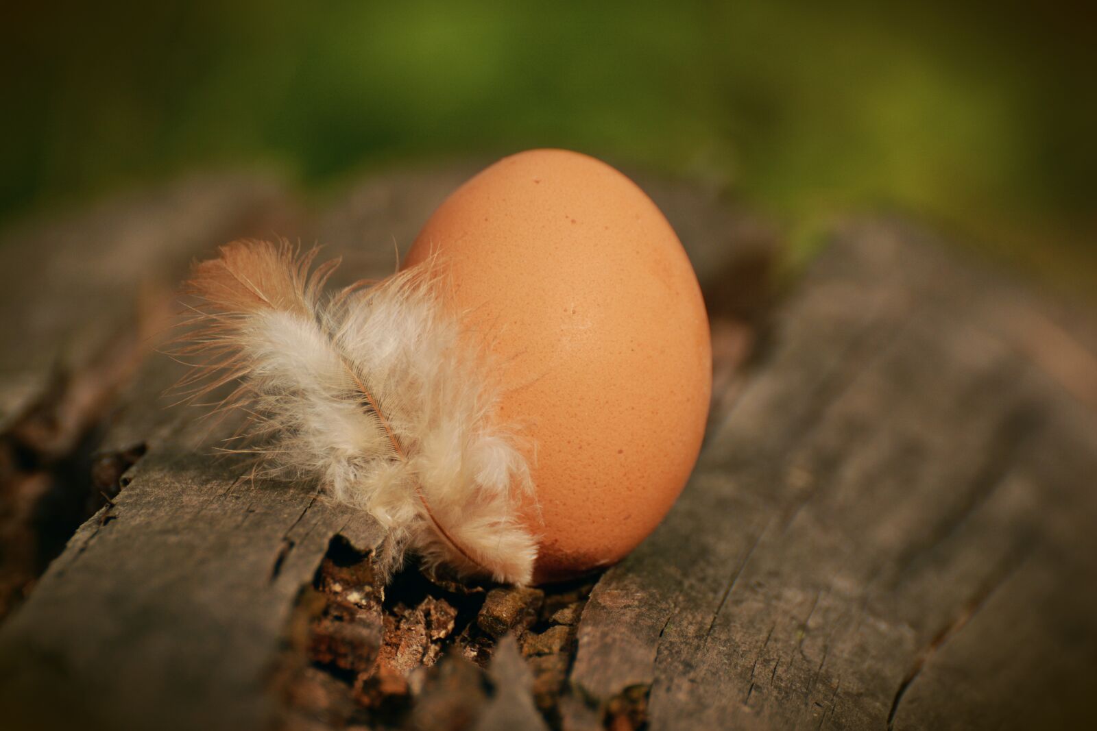 Nikon D5200 sample photo. Egg, hen's egg, brown photography