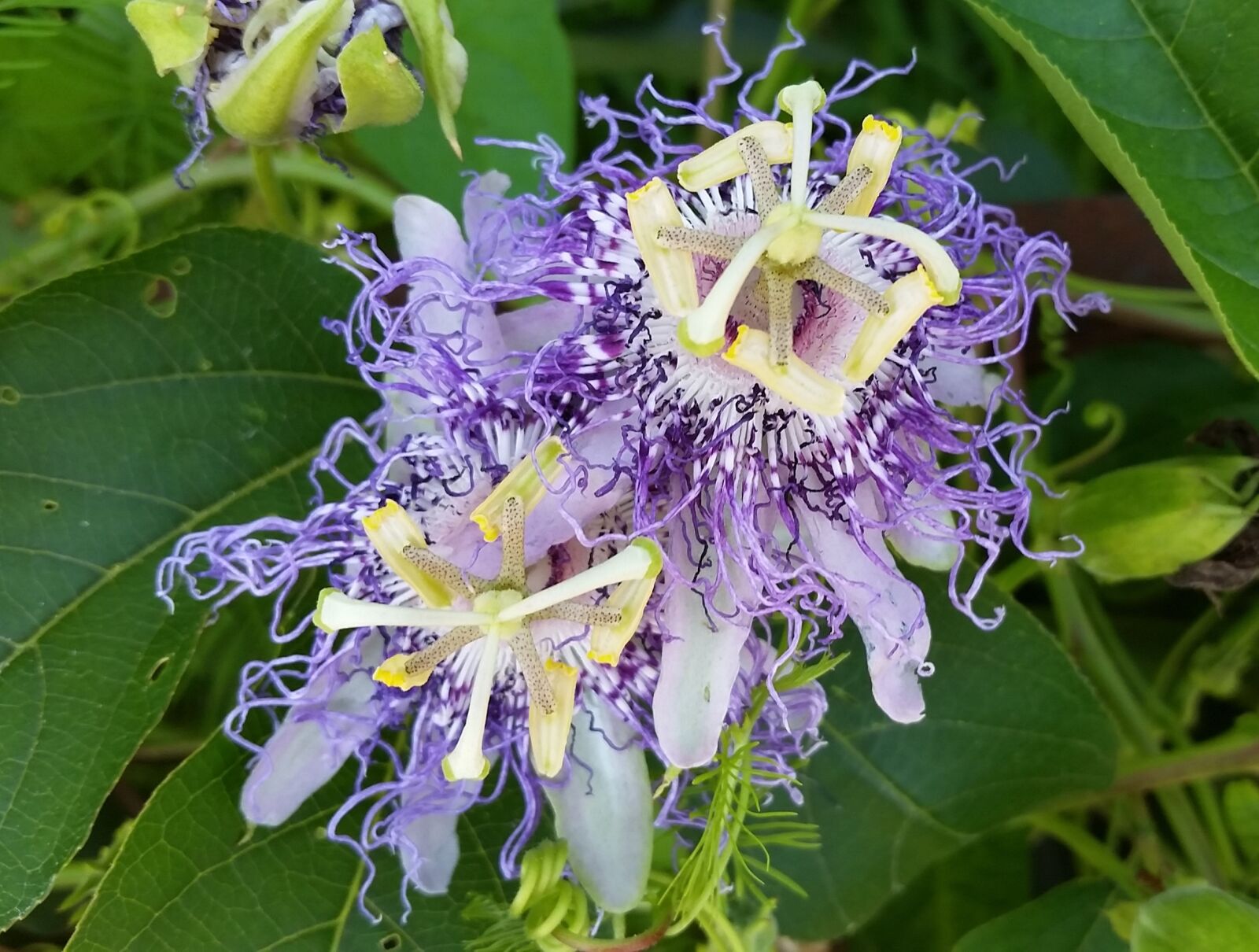Samsung Galaxy S5 sample photo. Flower, nature, garden photography