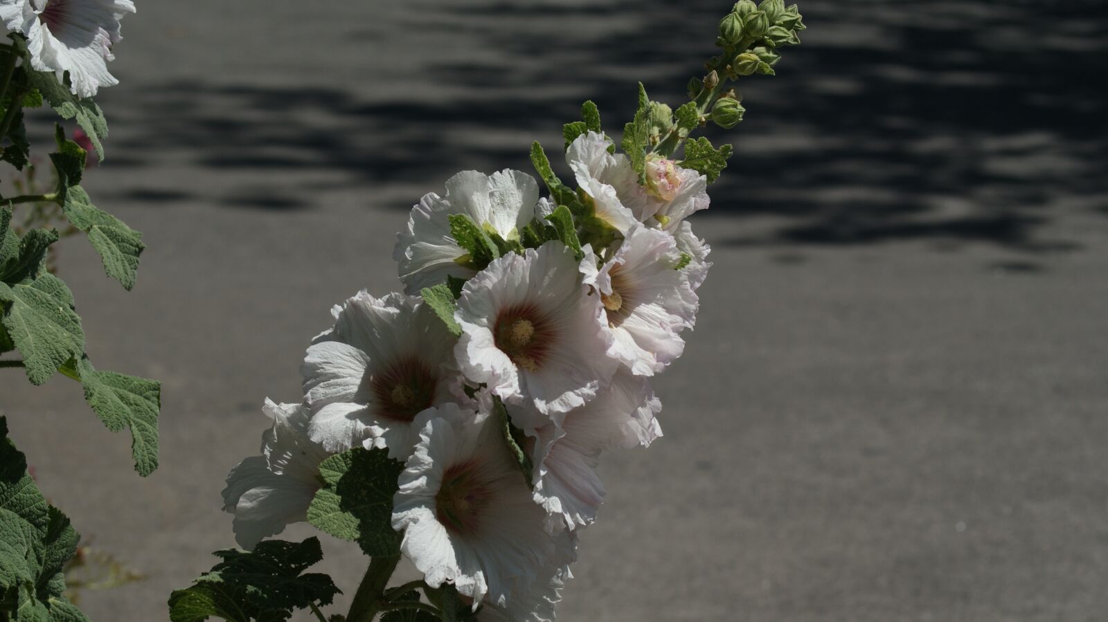 Sony Alpha DSLR-A200 sample photo. The, flower, white photography