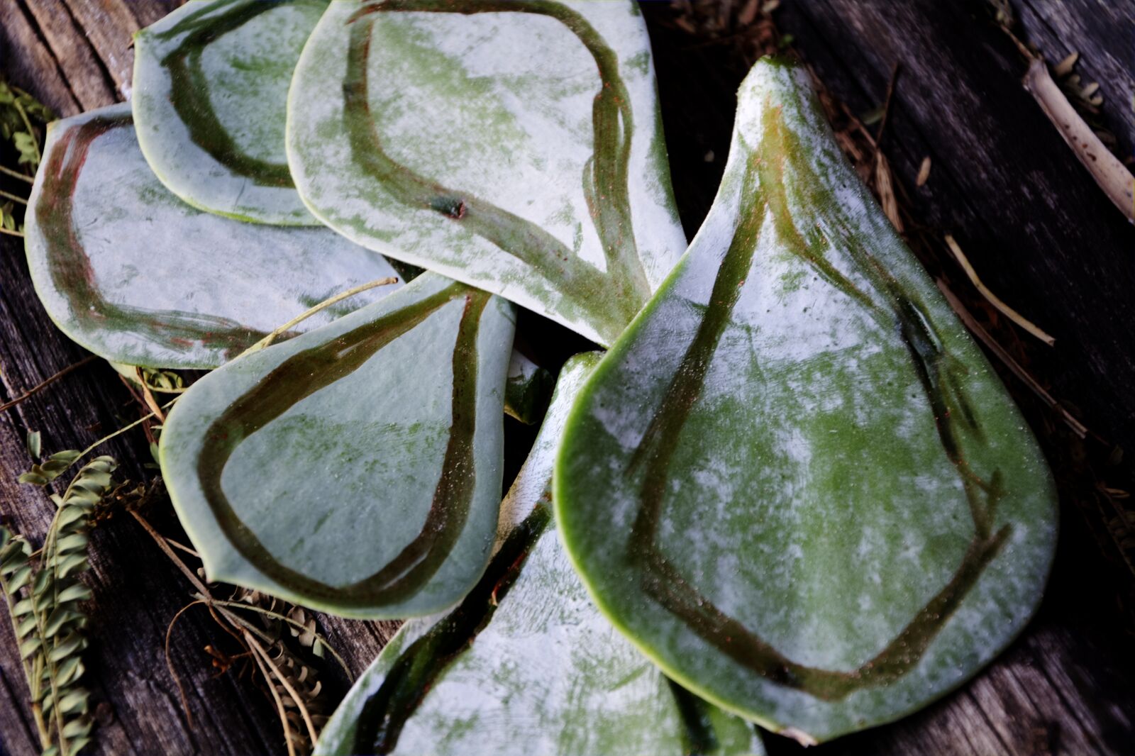 Nikon D5200 sample photo. Leaves, patterns, growing photography