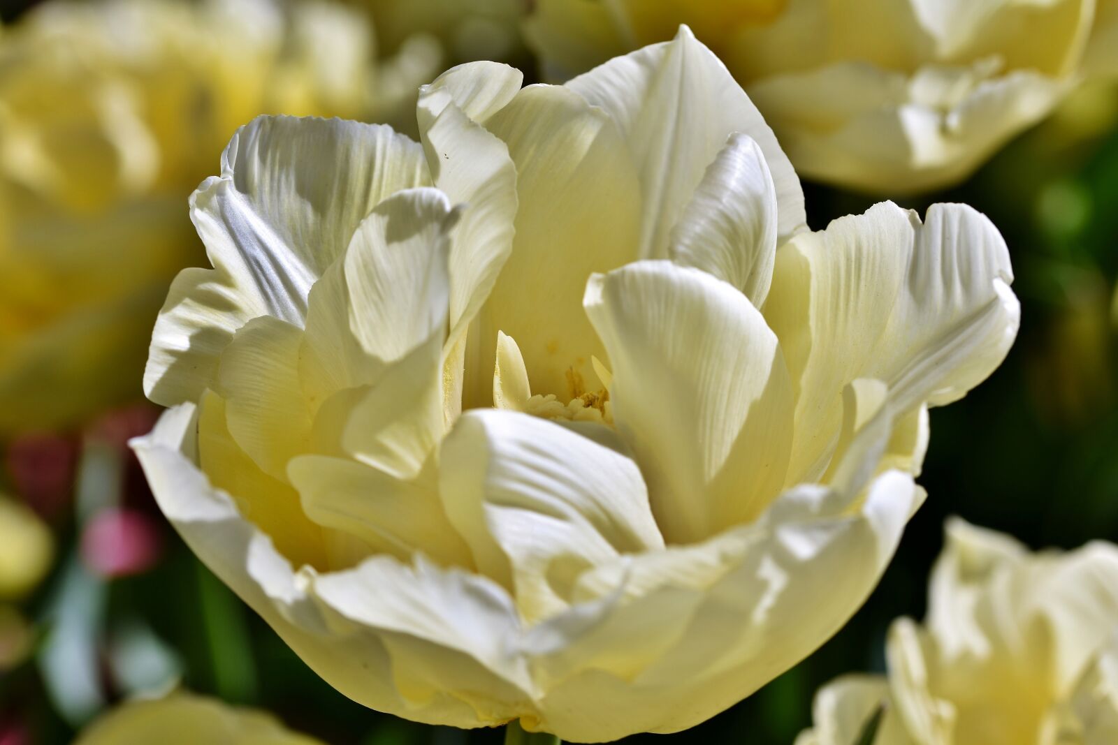 Nikon D7200 sample photo. Tulip, tulpenbluete, tulip field photography
