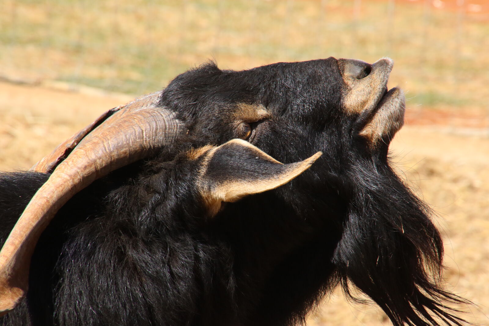 Canon EOS 7D Mark II sample photo. Animal, beard, black, buck photography