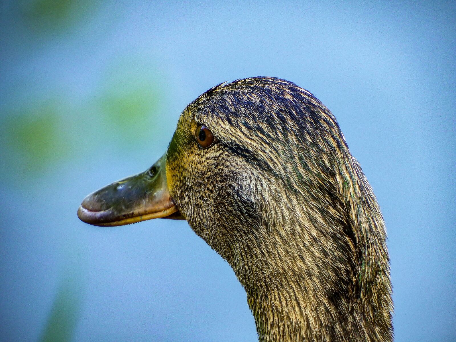 Fujifilm FinePix S1 sample photo. Duck, water, nature photography