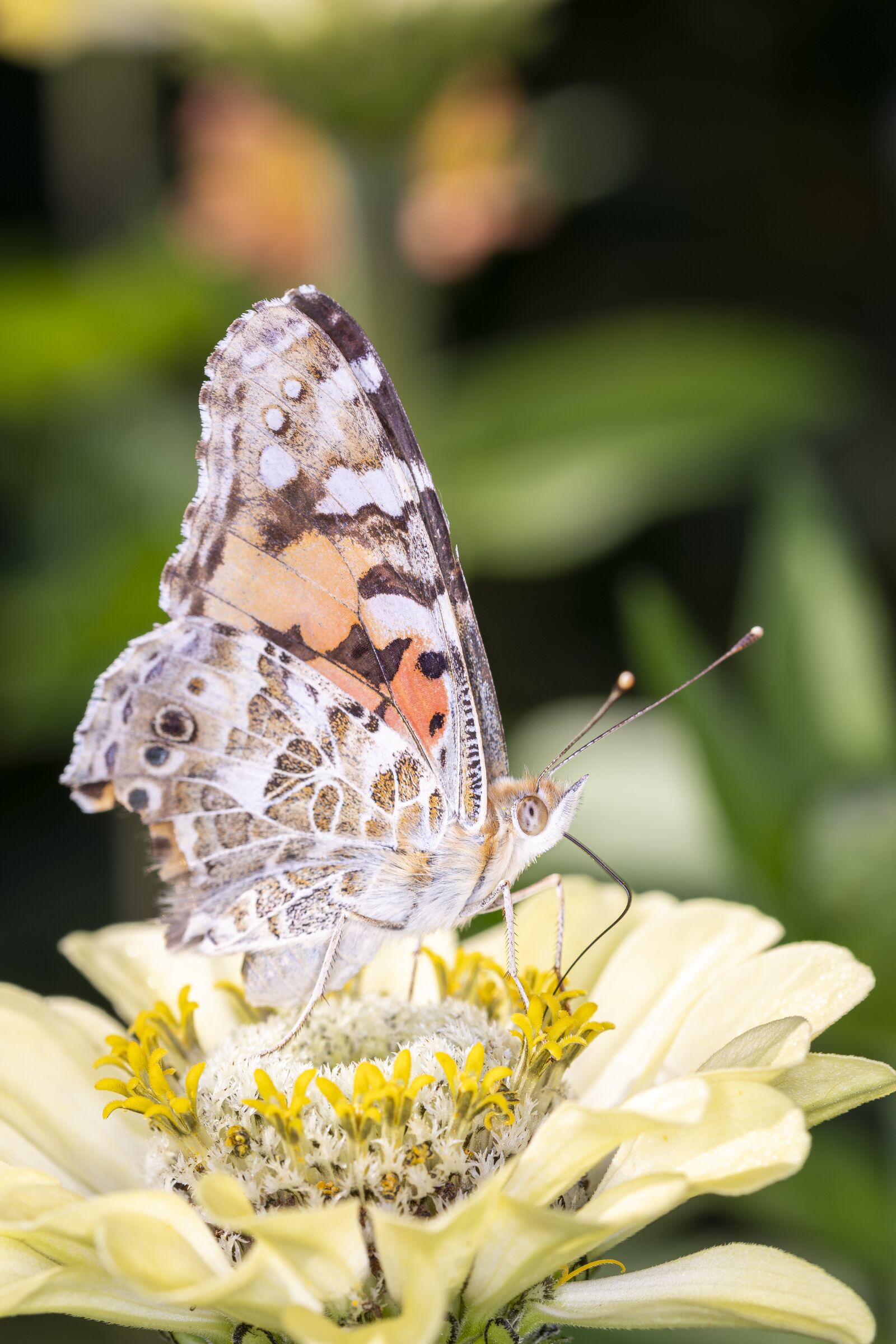 Tamron SP 90mm F2.8 Di VC USD 1:1 Macro (F004) sample photo. Vanessa cardui, butterfly, edelfalter photography