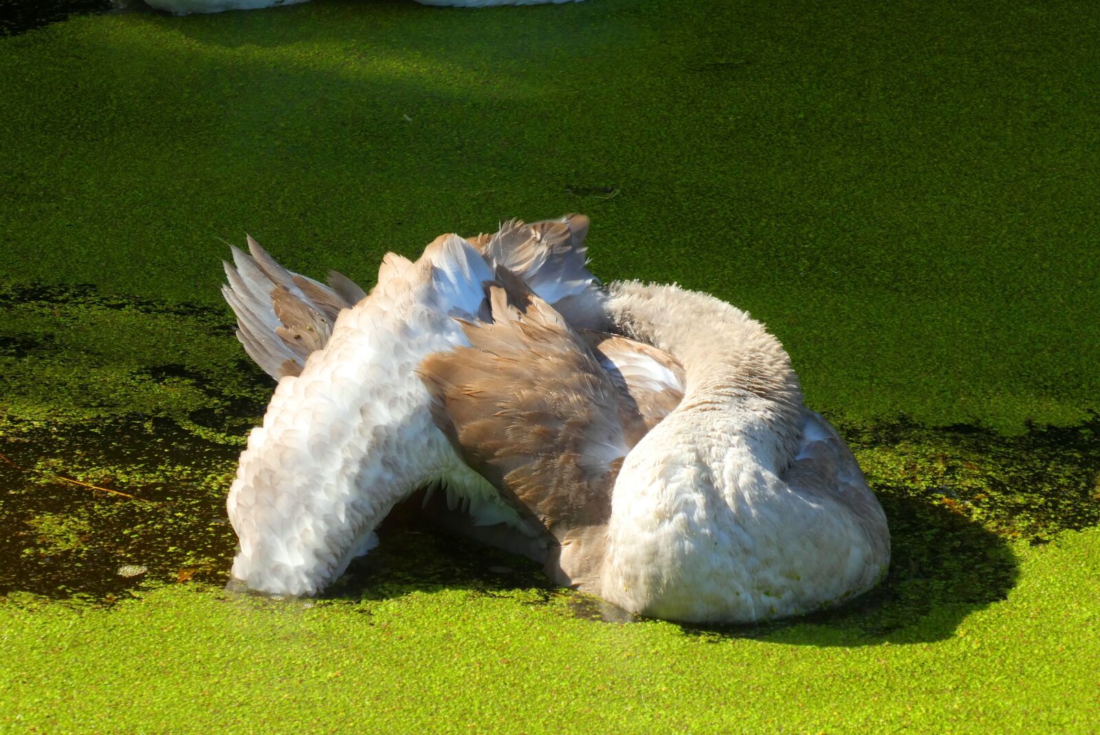 Panasonic Lumix DC-ZS70 (Lumix DC-TZ90) sample photo. Cygnet, ditch, down feathers photography