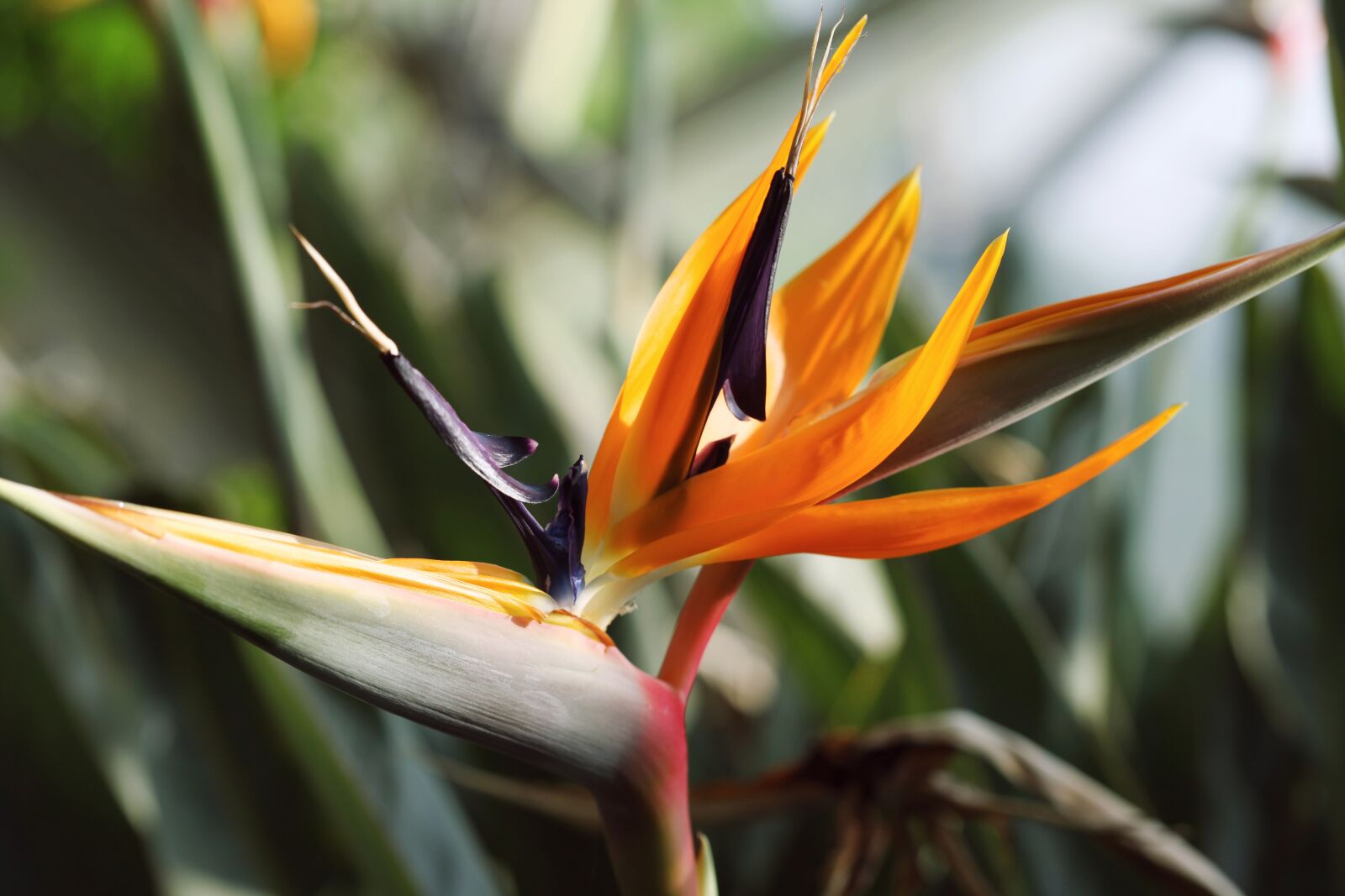 Canon EOS 5D Mark II sample photo. Orange, flower, strelitzia reginae photography