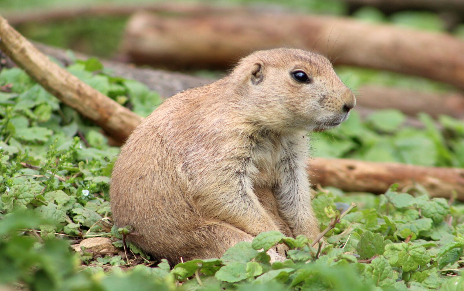 Canon EF 75-300mm f/4-5.6 sample photo. Prairie dog, animal, zoo photography