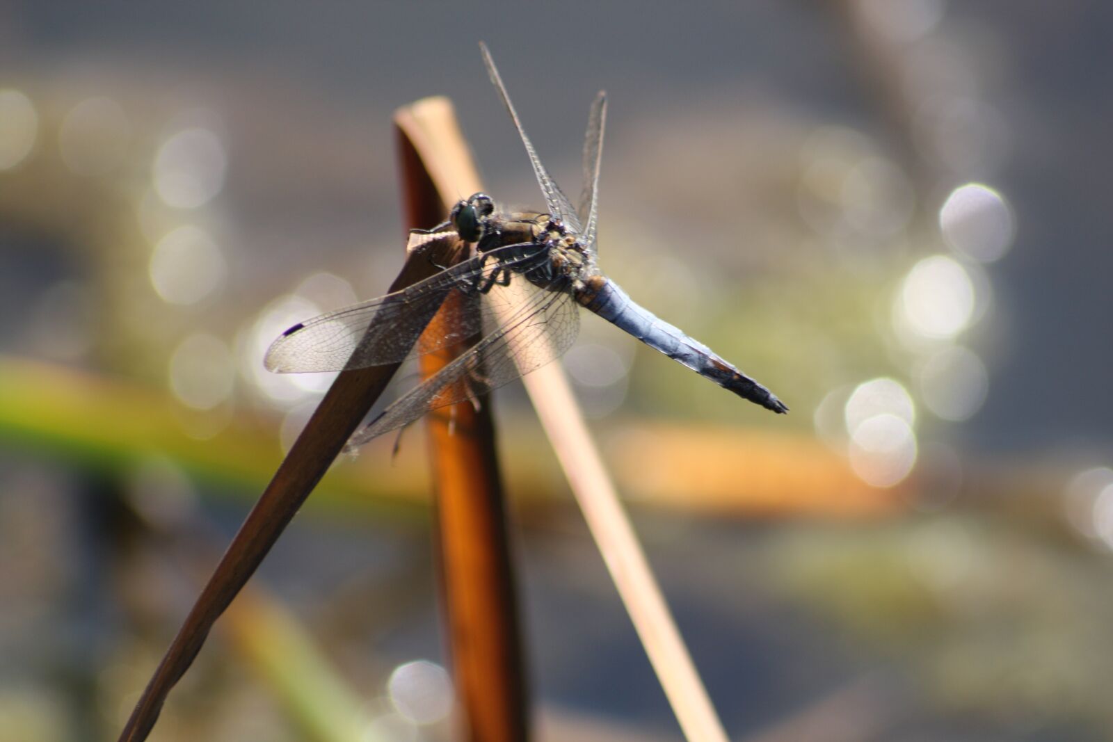 Canon EOS 450D (EOS Rebel XSi / EOS Kiss X2) sample photo. Nature, insect, animal world photography