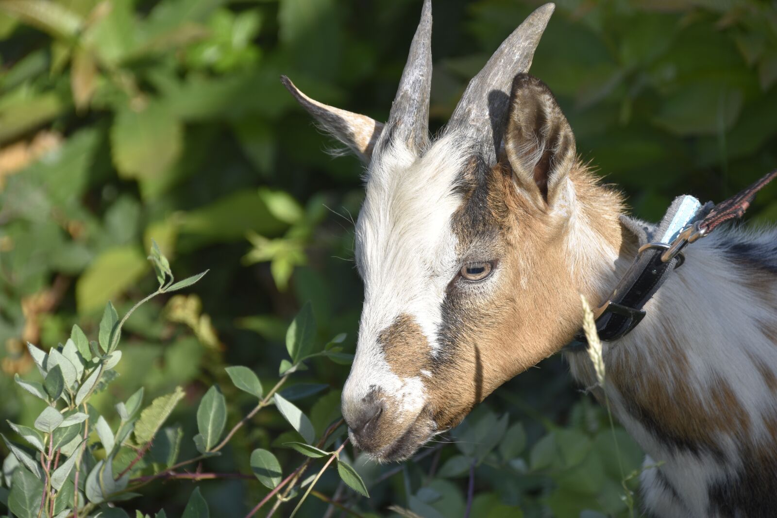 Nikon D5600 sample photo. Goat, horns, ruminants photography