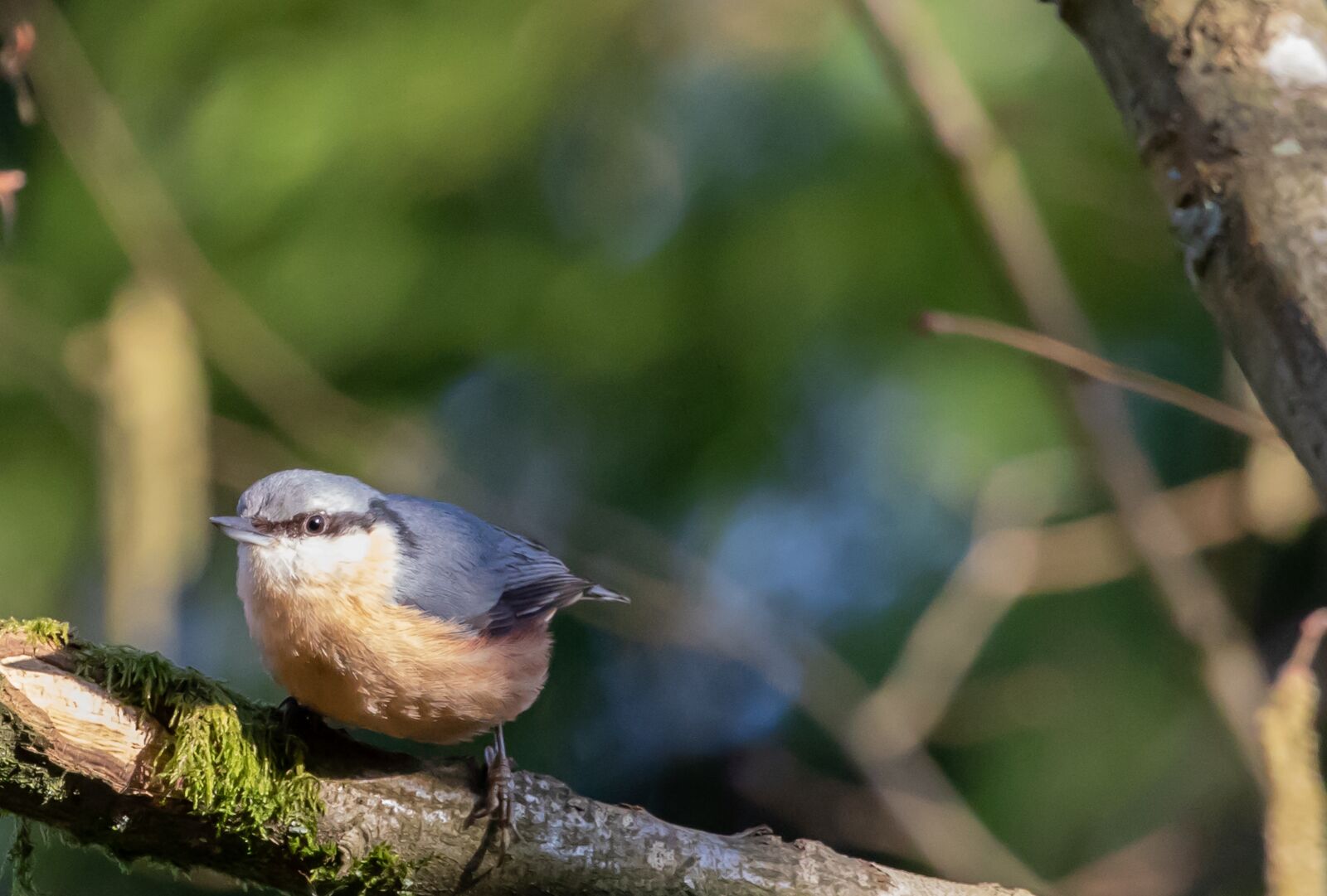 Canon EOS 7D Mark II sample photo. Nuthatch, blue, tree bird photography