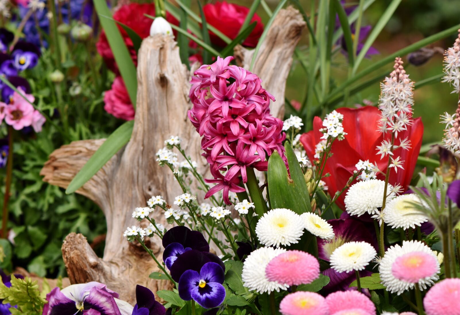 Nikon D7200 sample photo. Hyacinth, flowers, spring flower photography