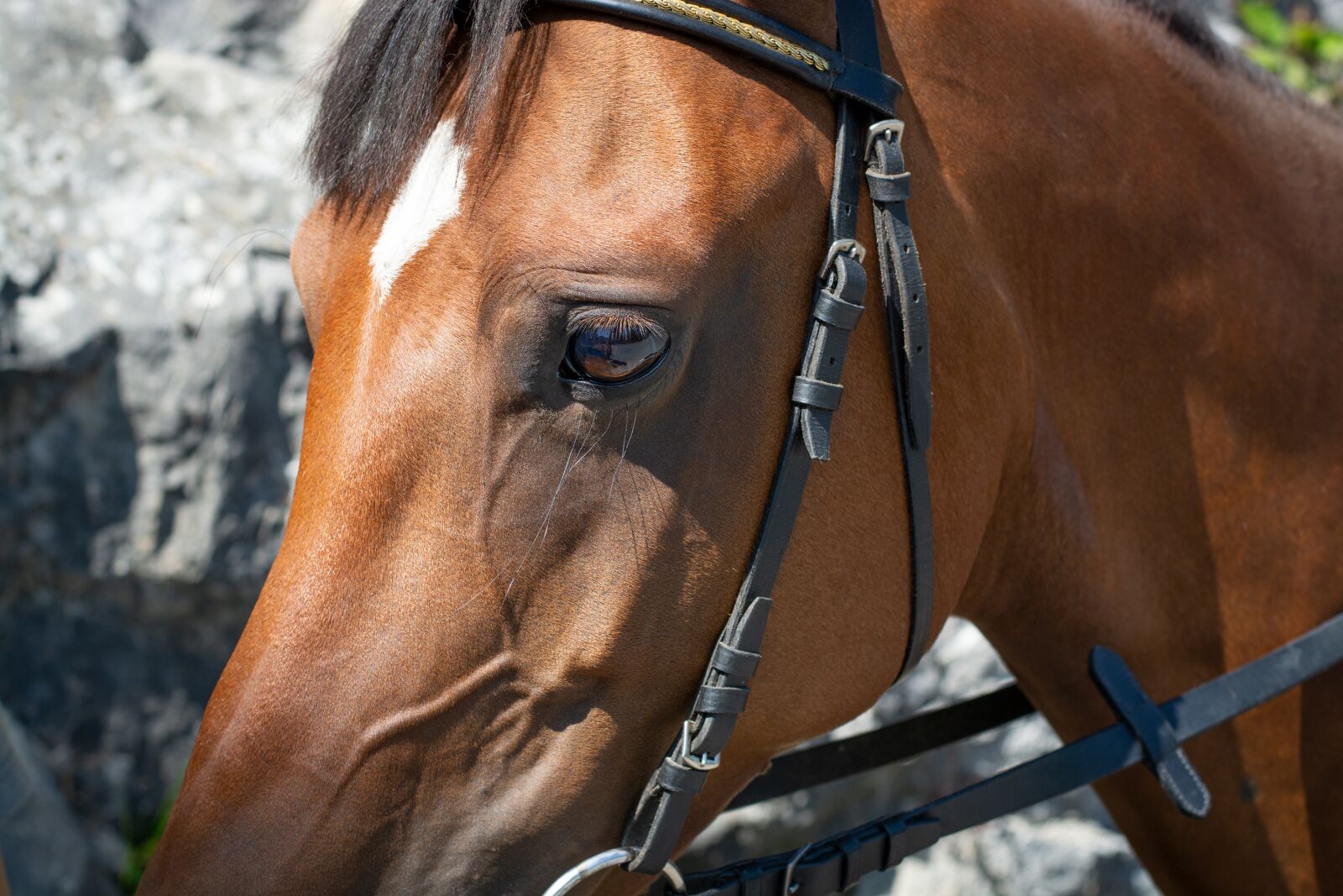 Nikon D7100 sample photo. Horse, pony, horse head photography
