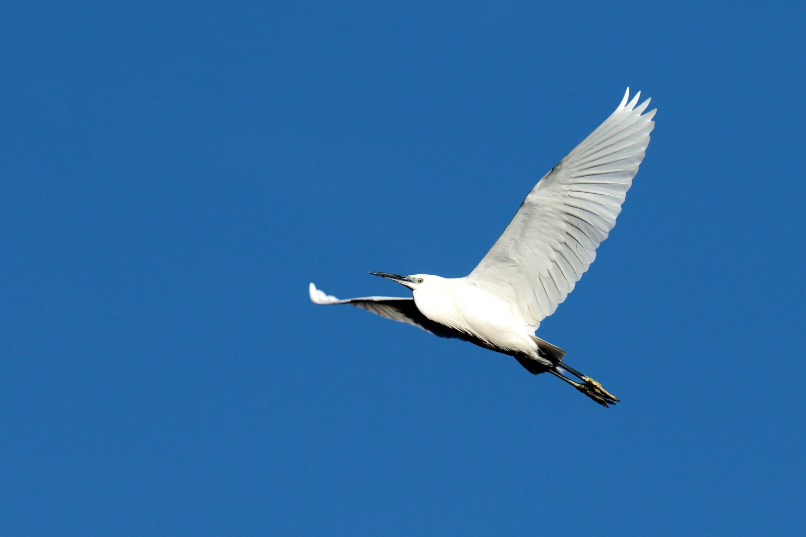 Canon EOS 7D Mark II sample photo. Flight, white, sky photography