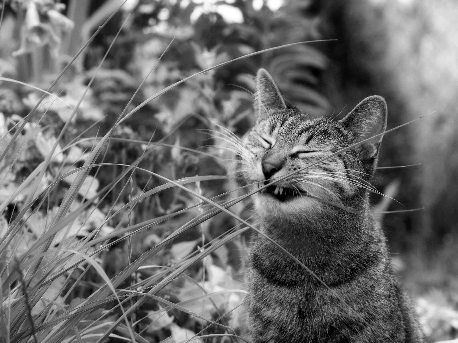 Canon EOS 80D sample photo. Cat, meadow, nature photography