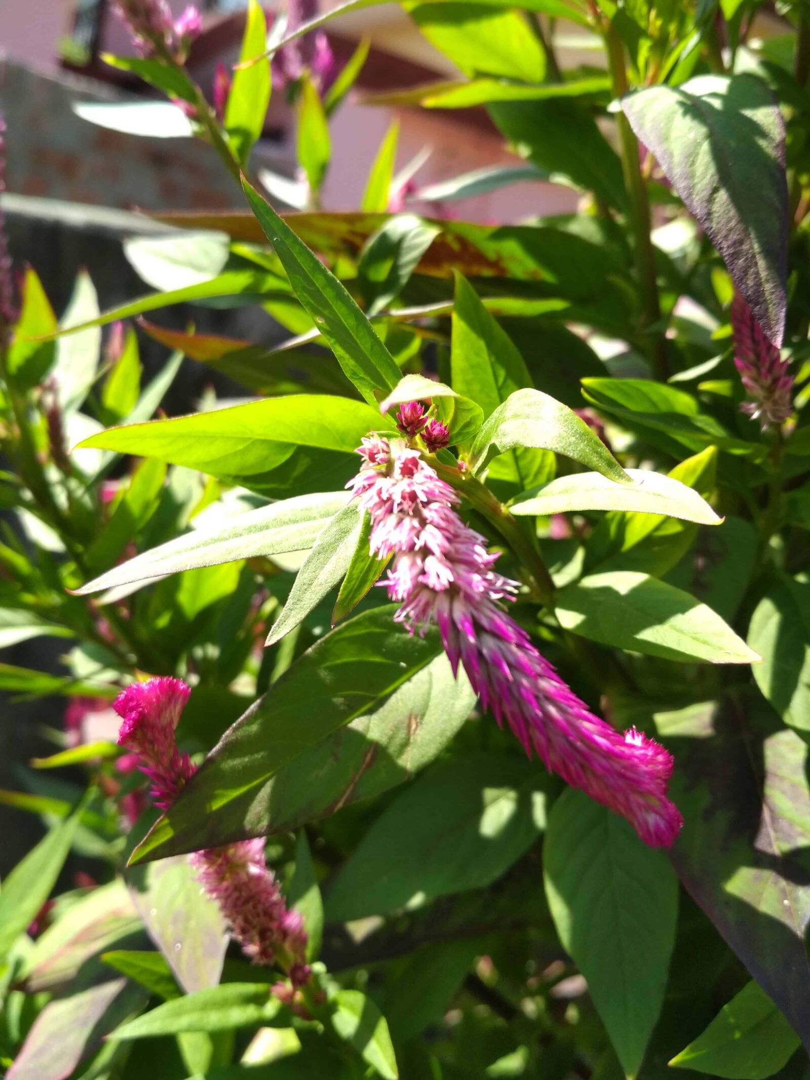 Xiaomi Redmi 4 Pro sample photo. Nature, garden, flower, leaf photography