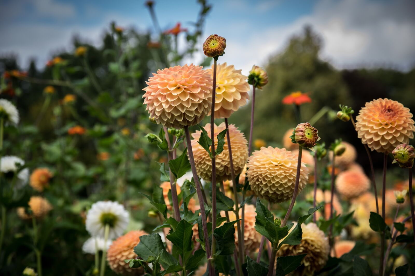 Pentax K-3 sample photo. Dahlias, flower, bloom photography