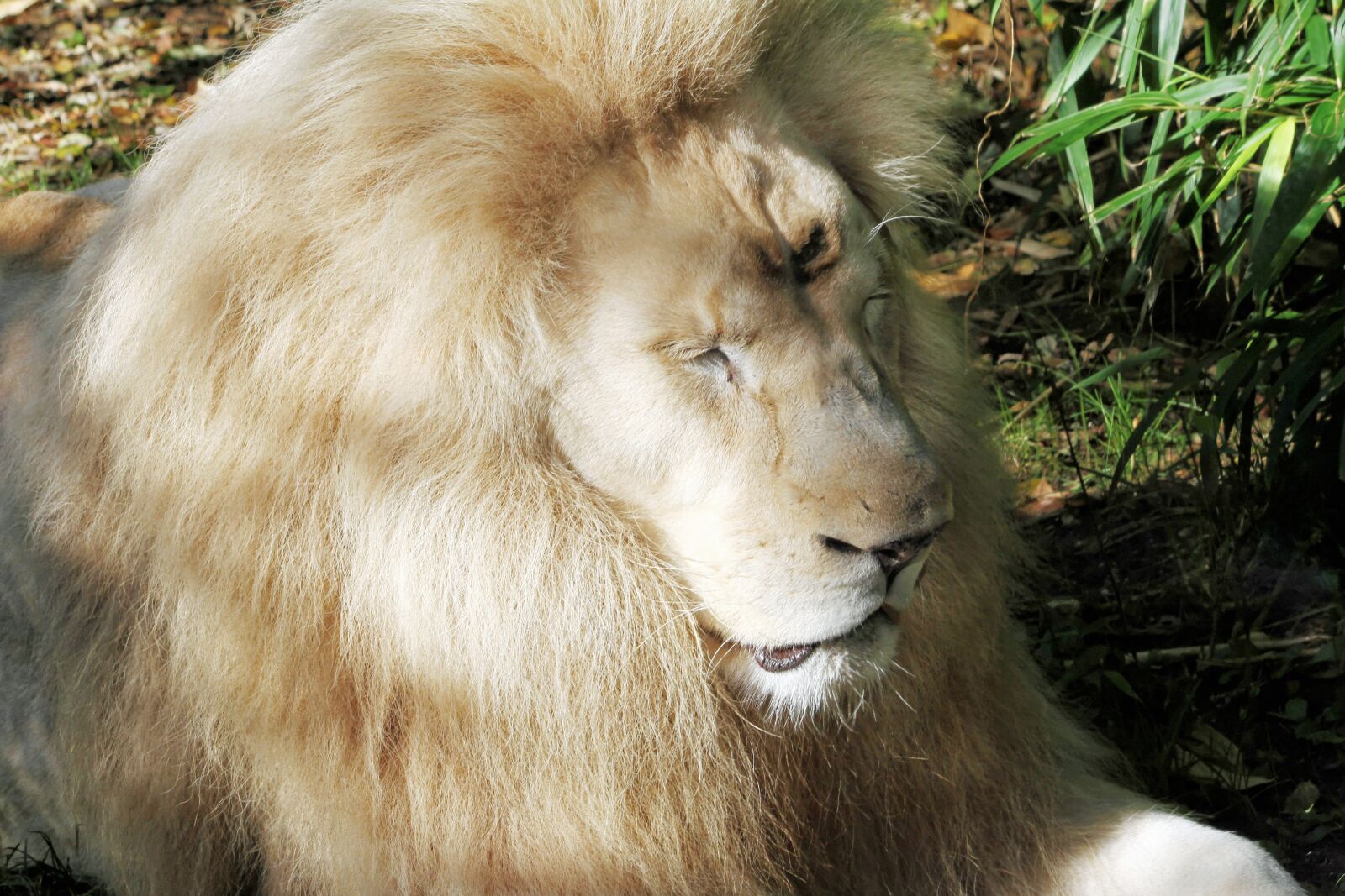Canon EOS 7D sample photo. Lion, white, animal photography