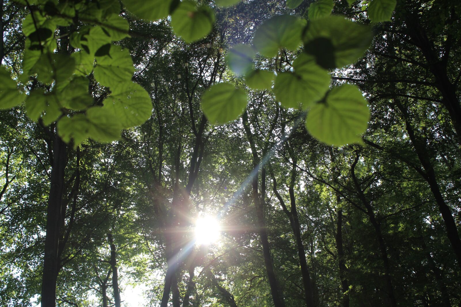 Canon EOS 600D (Rebel EOS T3i / EOS Kiss X5) sample photo. Forest, trees, nature photography