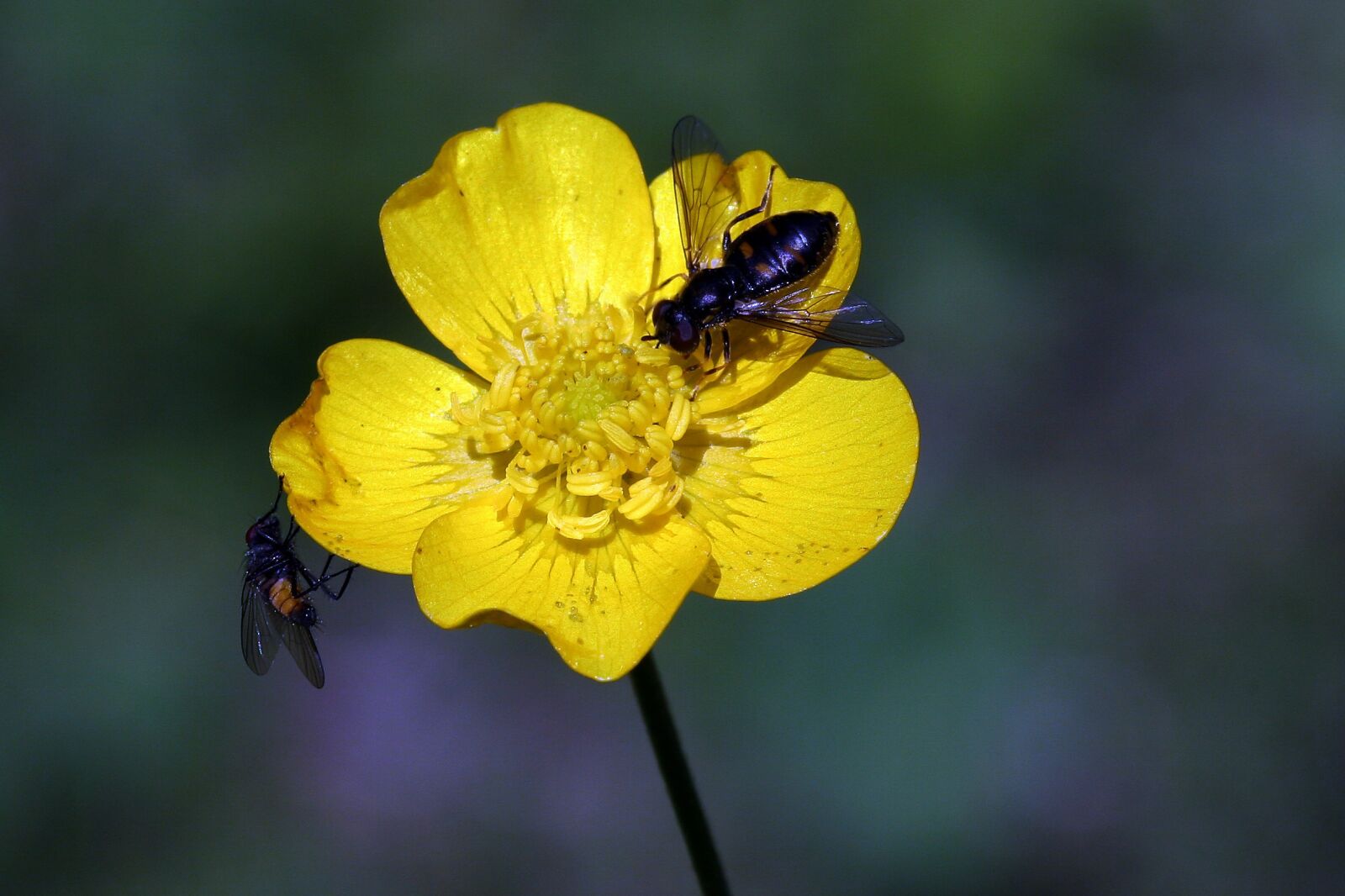 Canon EOS 20D sample photo. The nature of the photography