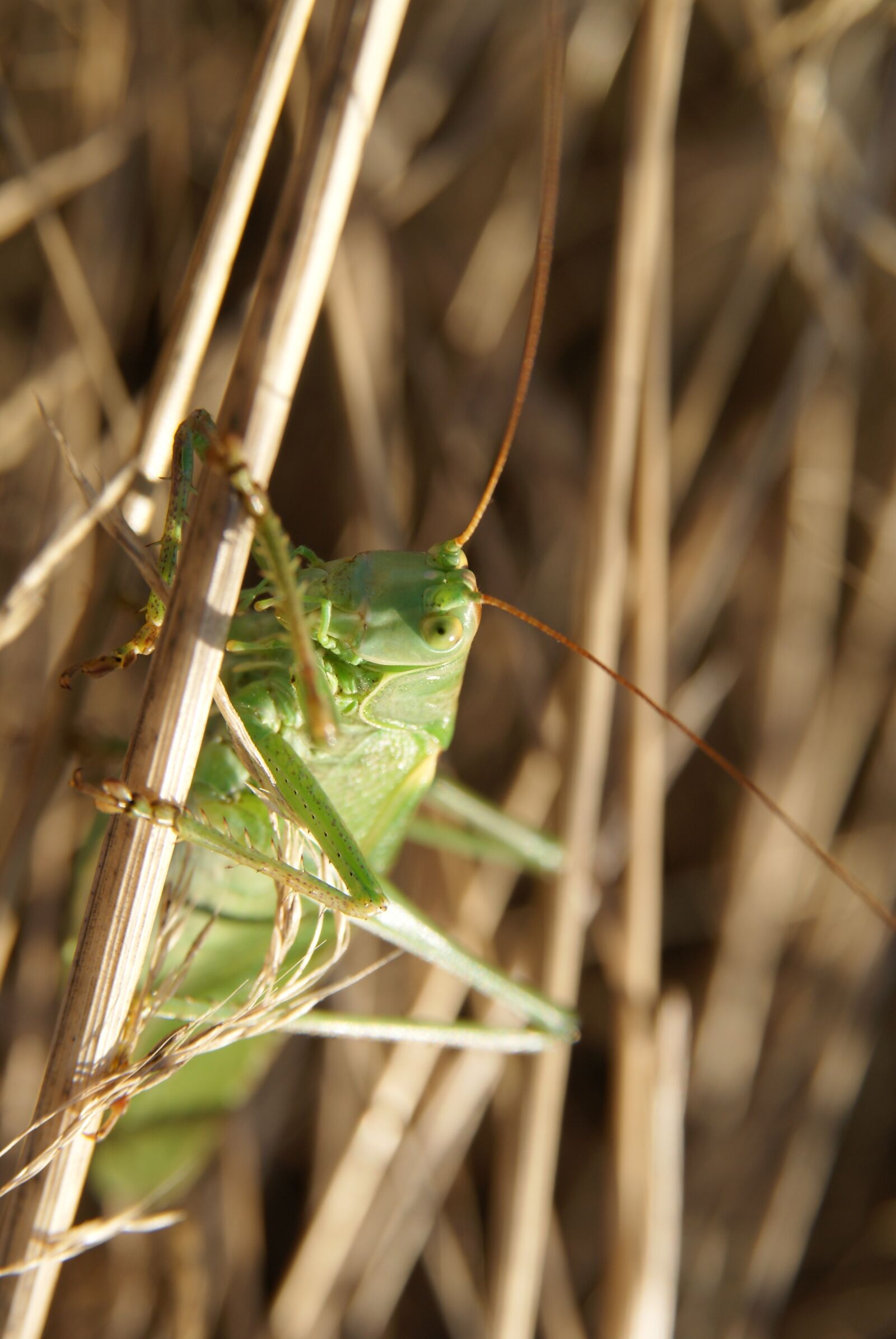 Sony Alpha DSLR-A300 sample photo. Tettigonia viridissima, grasshopper, insect photography