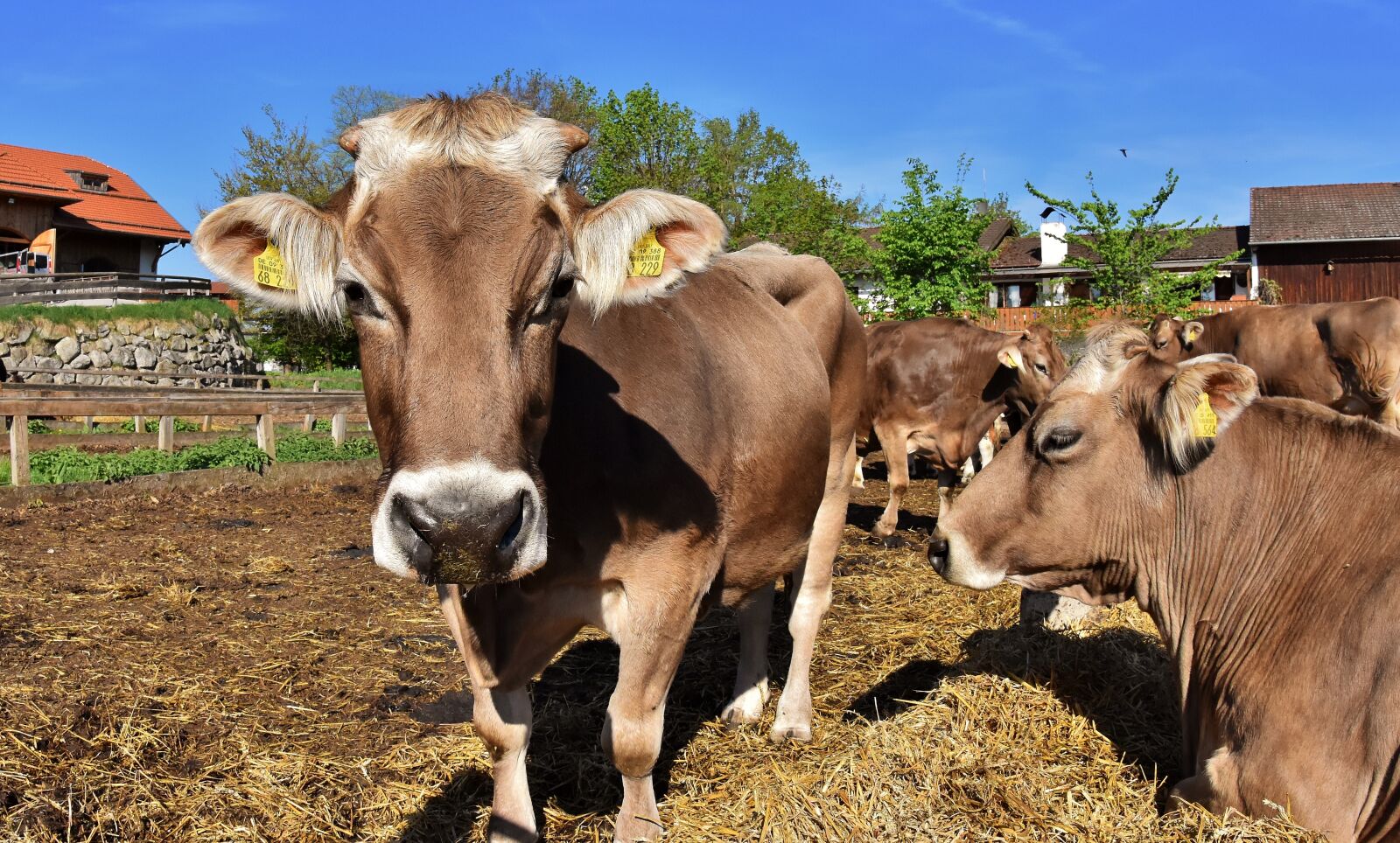 Nikon D7200 sample photo. Cow, beef, snout photography