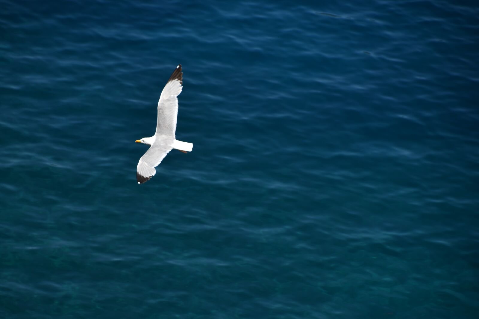 Nikon D7500 sample photo. Bird, seagull, sea photography