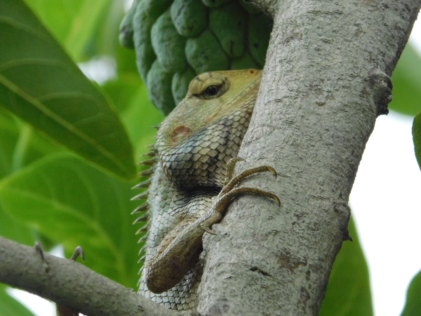 Nikon Coolpix B500 sample photo. Animal, photography, animal, portrait photography