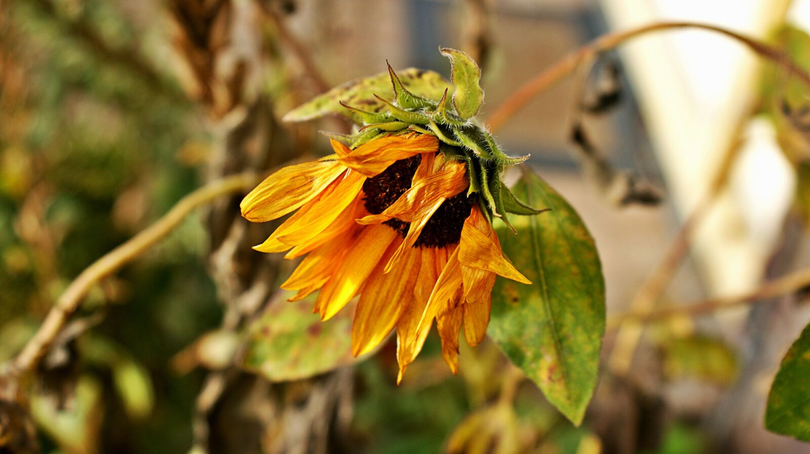 Sony Alpha DSLR-A350 sample photo. Sunflower, autumn, perish photography