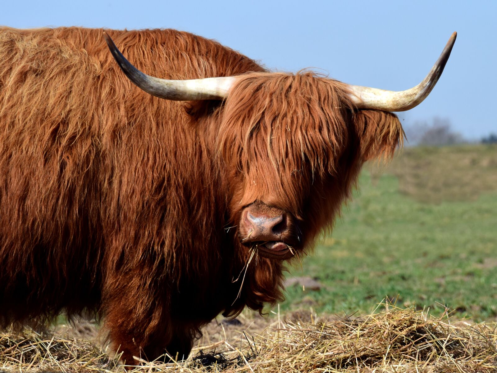 Nikon D3300 sample photo. Galloway, highland beef, scottish photography