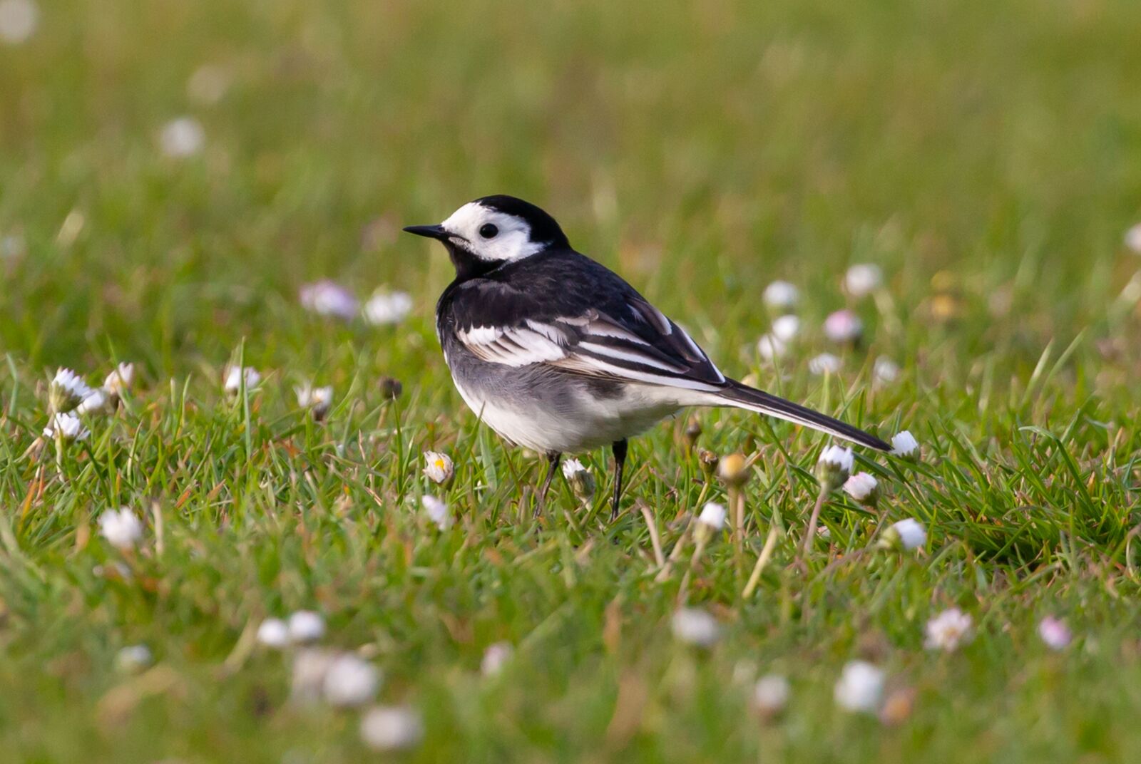 Canon EOS 5D Mark II + Canon EF 100-400mm F4.5-5.6L IS II USM sample photo. Pied wagtail, wagtail, small photography