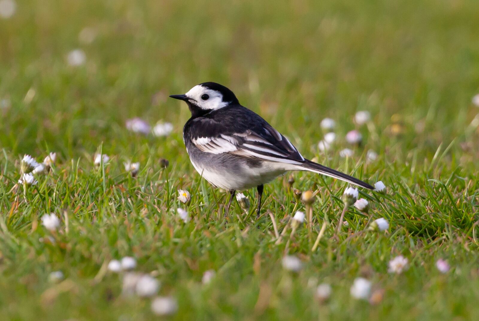 Canon EOS 5D Mark II sample photo. Pied wagtail, wagtail, small photography