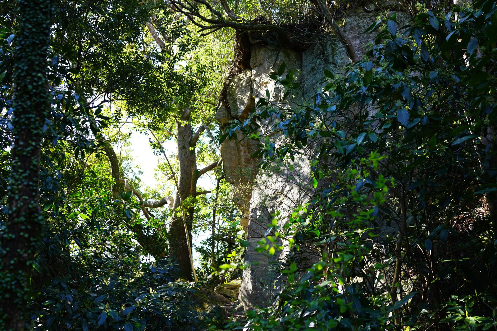 Sony Cyber-shot DSC-RX1R II sample photo. Cliff, forest, tree photography