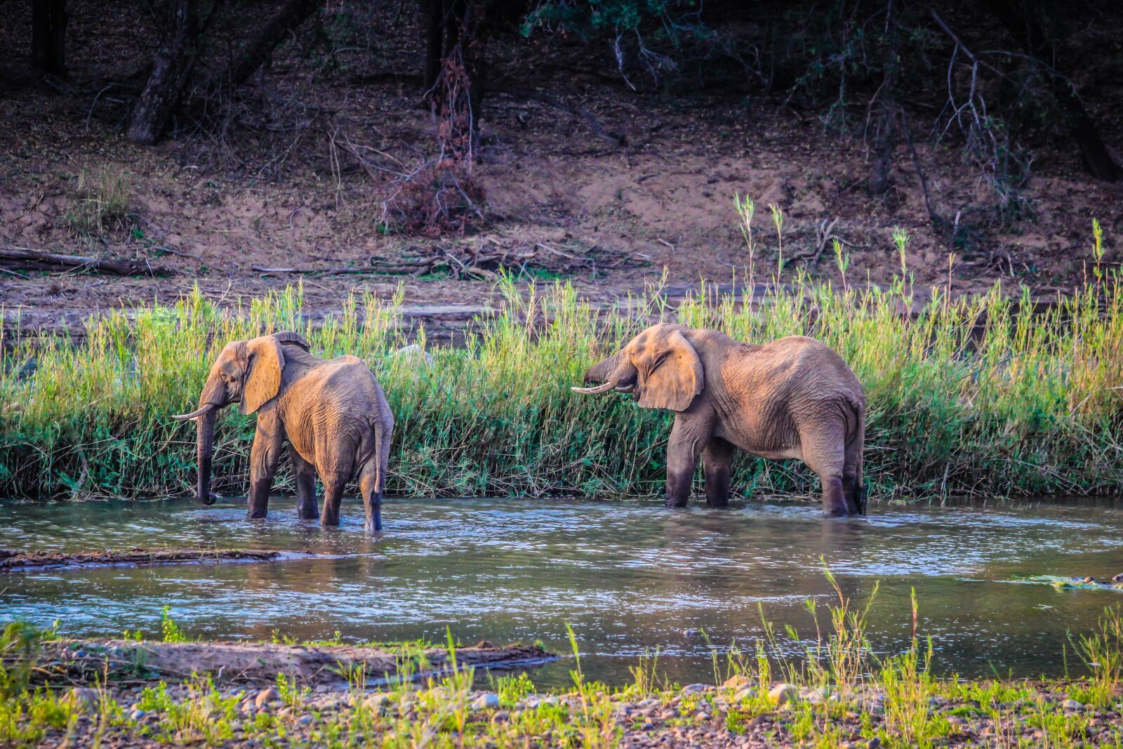 Canon EOS 60D + Canon EF 70-200mm F2.8L USM sample photo. Elephants, wildlife, nature photography